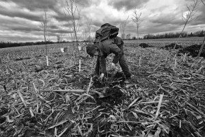 Sherry_Prenevost_treeplanting